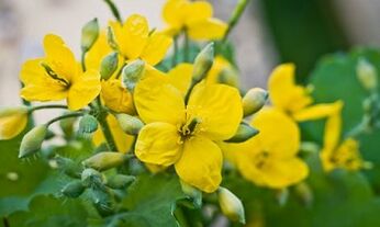 Métodos das persoas para o tratamento dos cogomelos das pernas